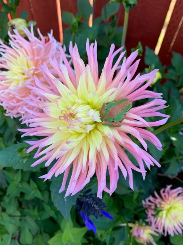 One Redditor shared an adorable series of photos from their dahlia garden, with several little green frogs nestled among the petals.