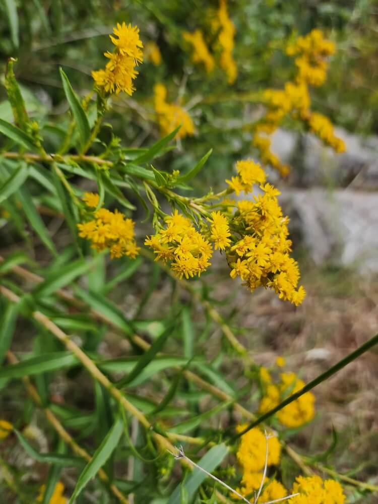 One homeowner vented on Reddit about neighbors hindering their progress to a native plant garden.