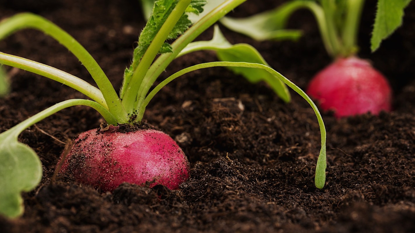 "There is no reason to believe this is unique to this vegetable."
