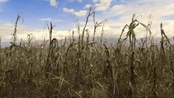 Scientists found troubling evidence that plants may absorb toxic nanoplastics from soil.