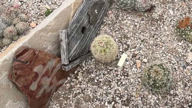 One homeowner showcases a glorious cactus, named Floyd, that was ten years in the making.