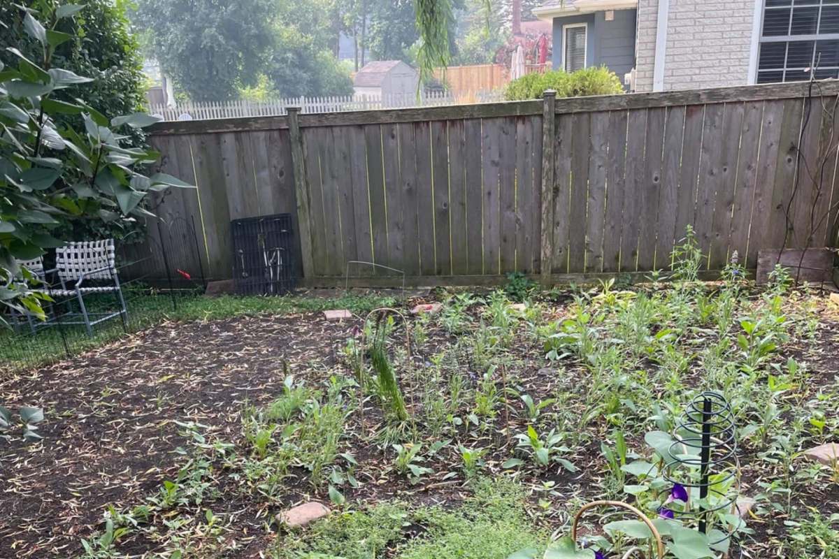 One Reddit user shared before-and-after photos of their native plant garden, inspiring others to try rewilding their yards.
