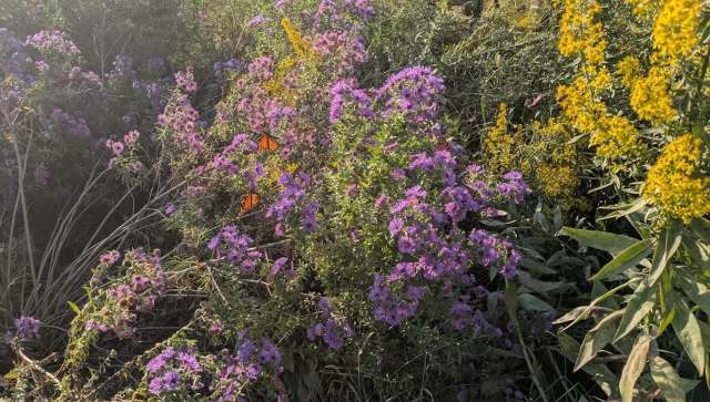 One Reddit user shared the horrifying moment when a clueless gardener destroyed their natural lawn.