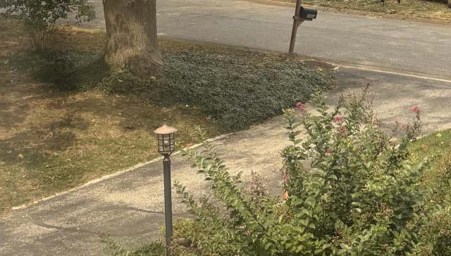 One Redditor shared a devastating tale of a neighbor's dispute that led to their beloved trees being chopped down.