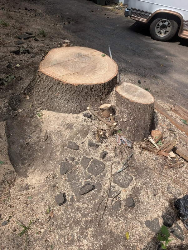 Homeowner Outraged As New Neighbor Destroys Beloved Property Feature New Landlord Next Door Cut Down A 60 Year Old Tree In Our V0
