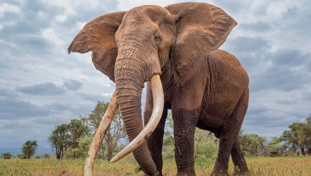 Officials in Kenya relocated a notorious elephant to protect local farmers and prevent the animal from teaching others its fence-breaking behavior.