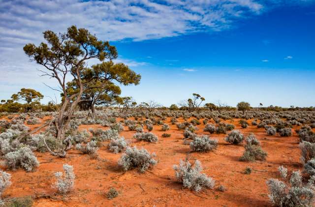 In southeastern Australia, conservationists are celebrating an incredible numbat's comeback story, with seven baby numbats recently discovered.