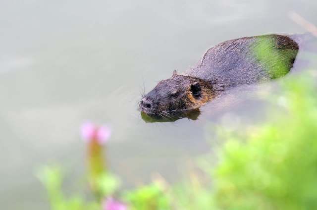 The US Fish and Wildlife Service suggests finding ways of consuming various invasive species, including the nutria, to protect the ecosystem of Mississippi.
