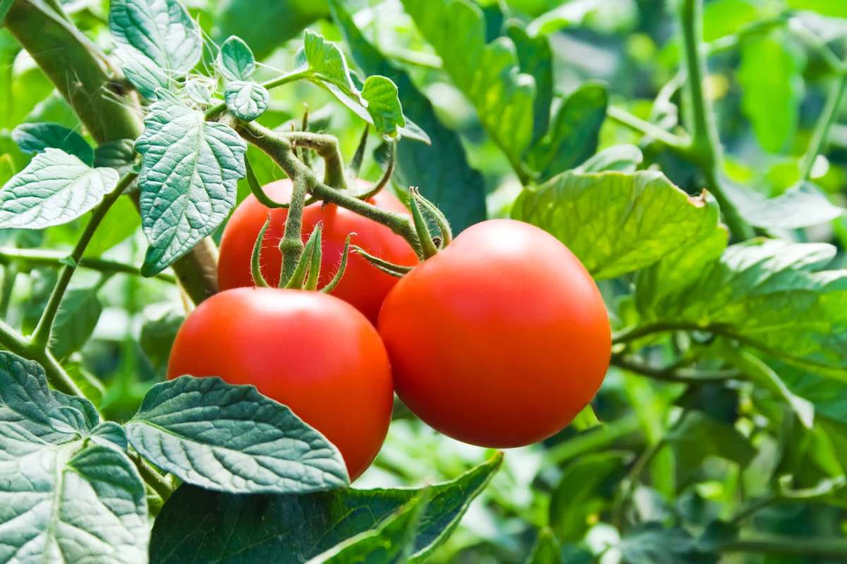 The technique has been used for centuries.