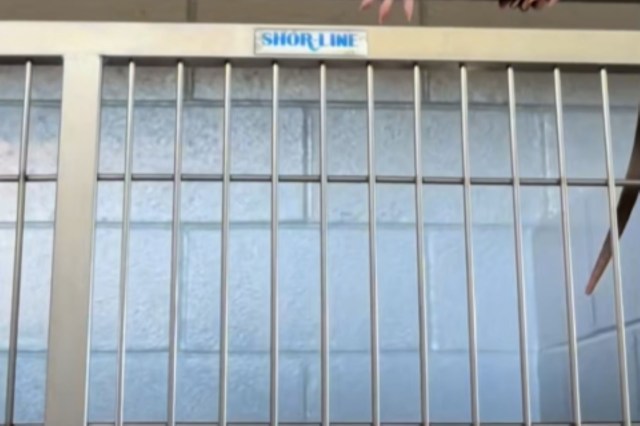 The Greenville Humane Center posted a video of a curious opossum that snuck into an animal shelter.