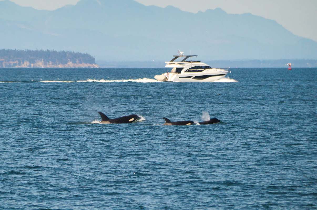 In recent years, orca interactions with boats have surged.
