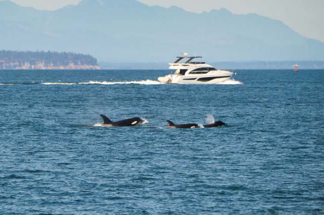 In recent years, orca interactions with boats have surged.