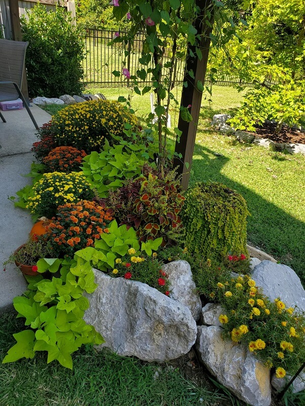 One Reddit user, thrilled with their fall garden, shared several photos showcasing their vibrant flowers, including a thriving mum plant.