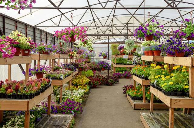 One shopper pointed out in a post on r/plants that a store painted over plants to make them appear more vibrant.