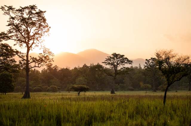 Officials at a national park in northeast India are celebrating after a large bird, a painted stork, returned for the first time in four years.