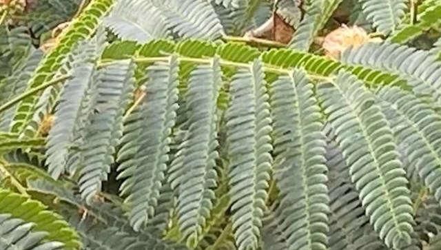 This Reddit thread raised an important point about the damage non-native flora, like the invasive Mimosa tree, can cause to ecosystems.