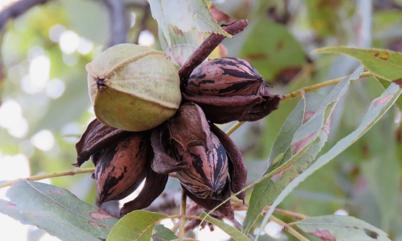 Georgia's pecan farmers took a massive hit from recent storms, with 397,000 trees destroyed.