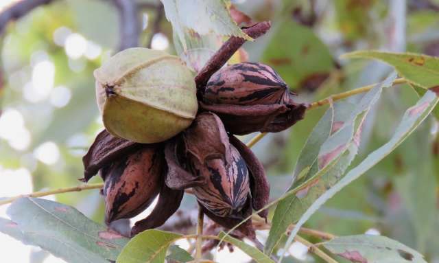Georgia's pecan farmers took a massive hit from recent storms, with 397,000 trees destroyed.