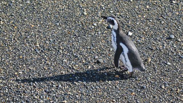 When a local rancher plowed through a penguin's nesting colony in Argentina, it led to a groundbreaking conviction and powerful grassroots action.