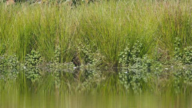 Officials in Ontario, Canada, are stepping up their efforts to address the spread of an invasive plant species, phragmites.