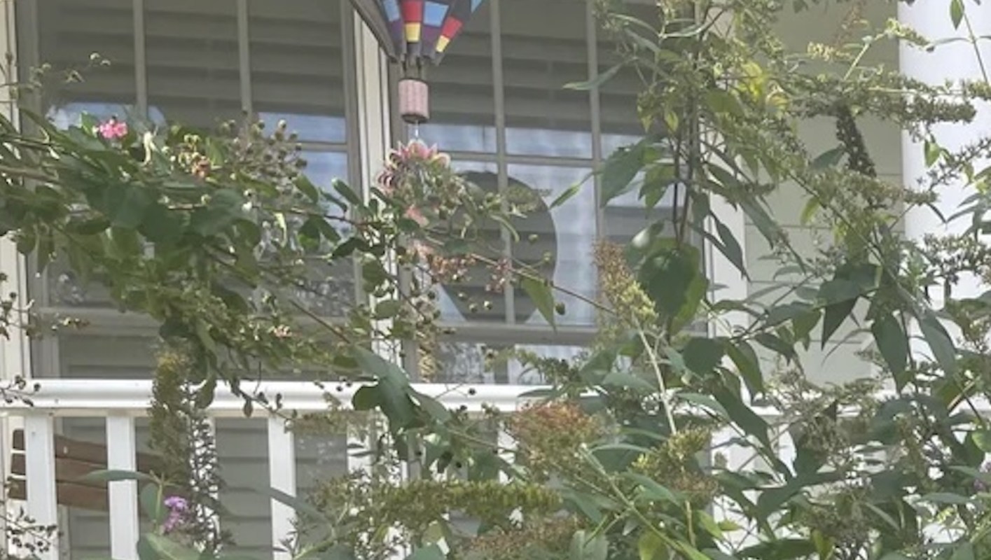 Just one flower spike contains more than 40,000 seeds.