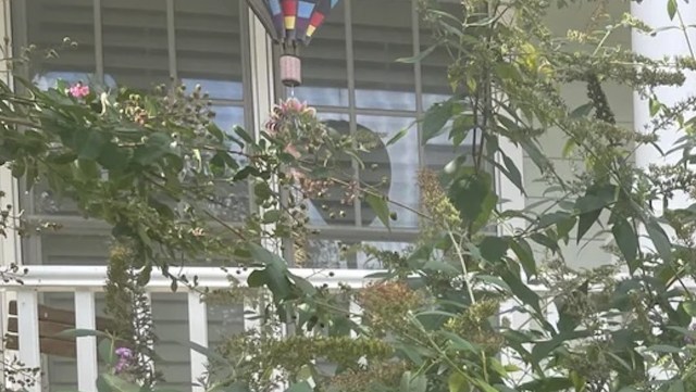 Just one flower spike contains more than 40,000 seeds.