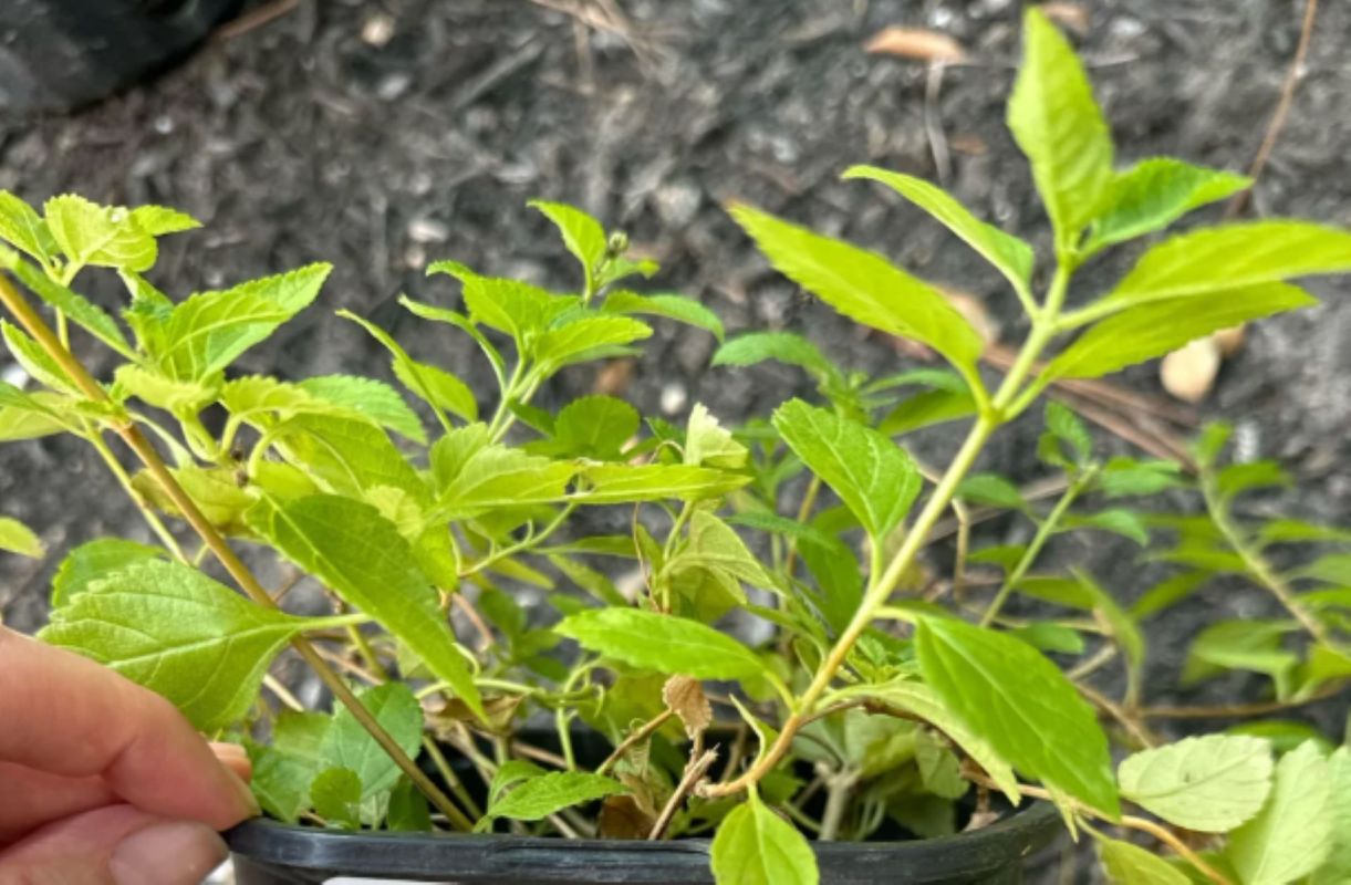 Other Redditors were quick to warn the original poster.