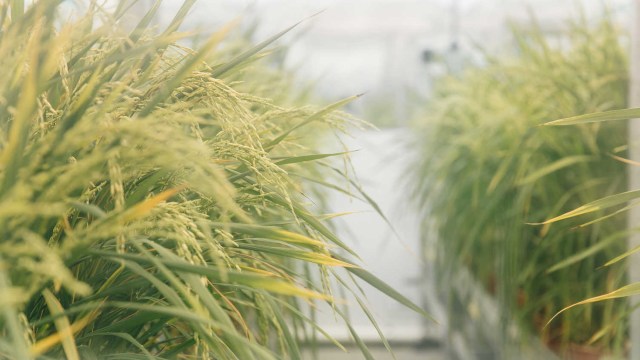 Scientists at the University of Sheffield are conducting research into natural genetic engineering with a focus on Lateral Gene Transfer to help improve crop resilience to extreme weather.