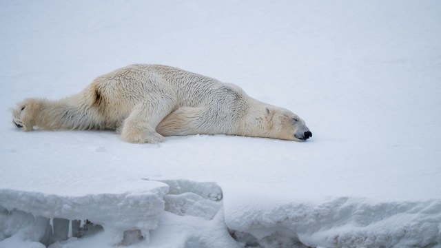 A new Ontario law that scraps key wildlife protections is causing outrage from conservationists, who said the changes could quietly push the province's polar bears closer to extinction.