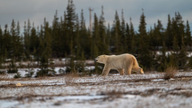 A viral video has captured a group of polar bears taking over an abandoned research station off Russia's far eastern coast.