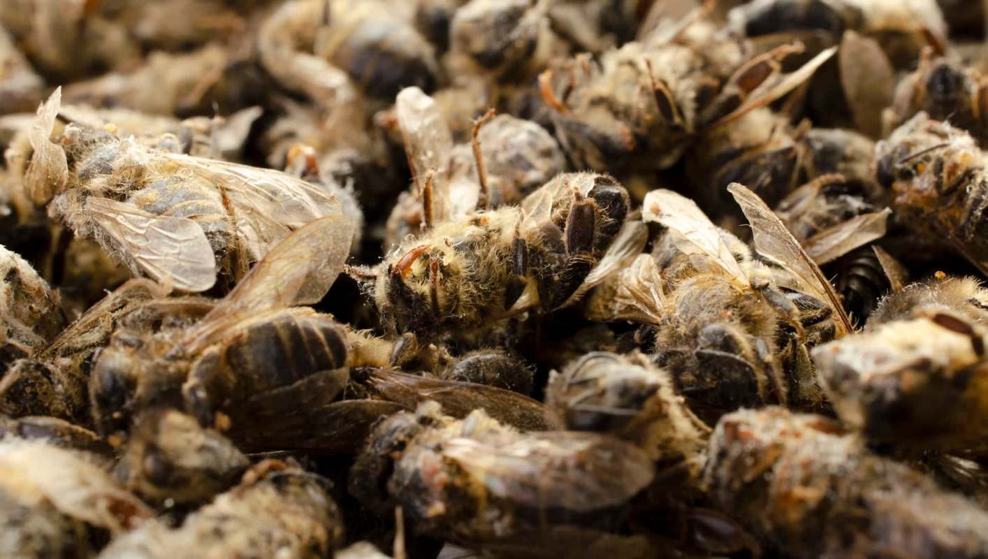 A recent study found that urbanization leads to a 43% drop in pollinator insects in densely populated areas.