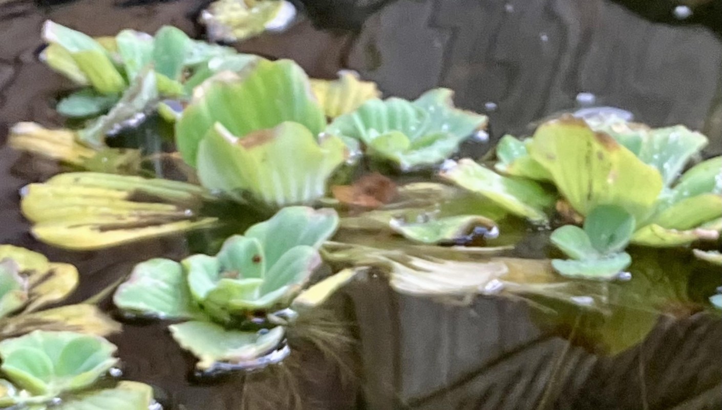 One gardener posted a photo of a bright green frog perched on a rock beside floating water lettuce in their backyard's pond.