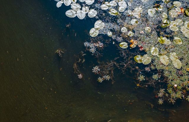 The common toad — a squat, warty amphibian — is now becoming alarmingly rare in the United Kingdom.