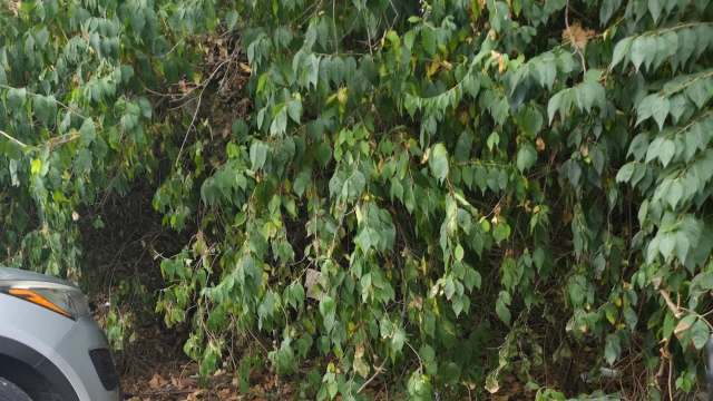 One Reddit user shared their problematic neighbor's behavior, highlighting how people can disregard others and the planet.