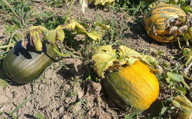 "The heat is a major part of this."