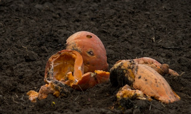 More crops, including apples, corn, and even Christmas trees, may be at risk.