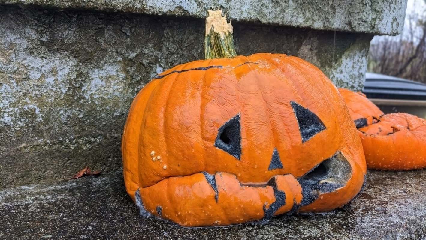 Over one billion pounds of pumpkins rot in U.S. landfills each year after Halloween, but there are better ways to use them.