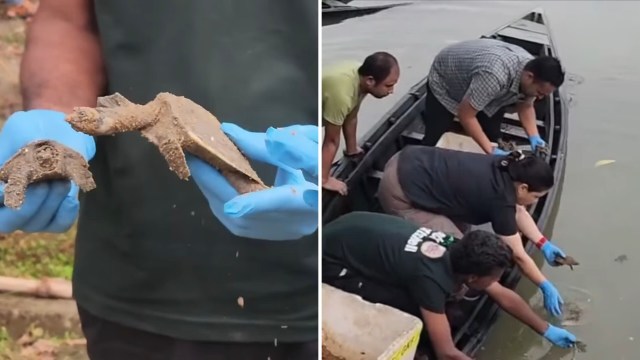 Officials at a wildlife sanctuary in northeast India have released over 100 rare turtles as part of an ongoing effort to revive their population.