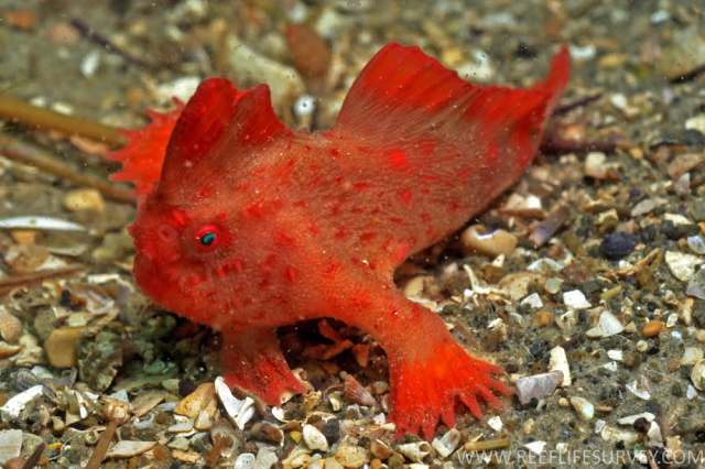 Red handfish are considered critically endangered, and researchers are racing to save the species before it's too late.