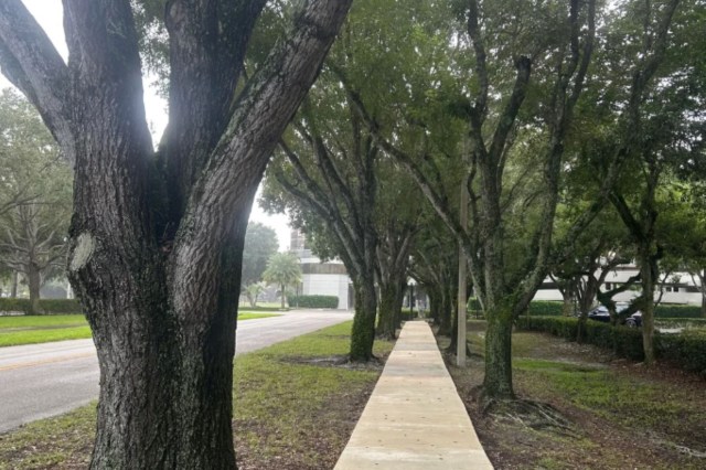 A Redditor grew concerned about their town's trees after the city installed a sidewalk straight through the woodland.