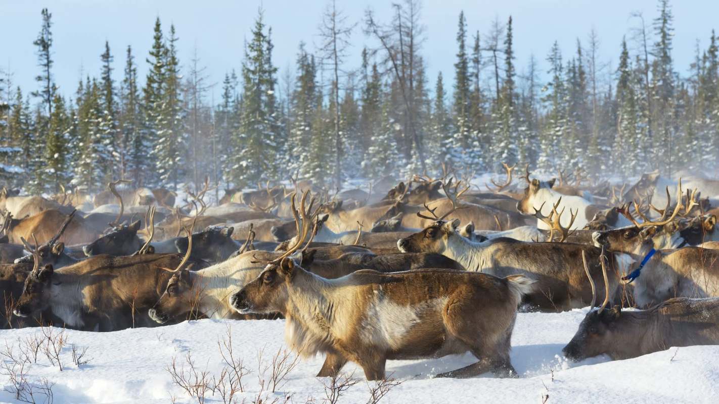 Reindeer in the Arctic are facing new challenges that could threaten their habitats and survival.