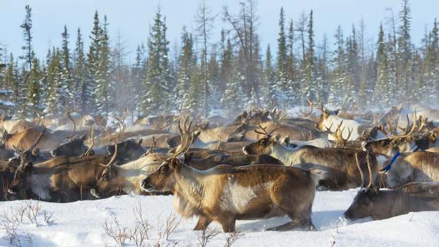 Reindeer in the Arctic are facing new challenges that could threaten their habitats and survival.