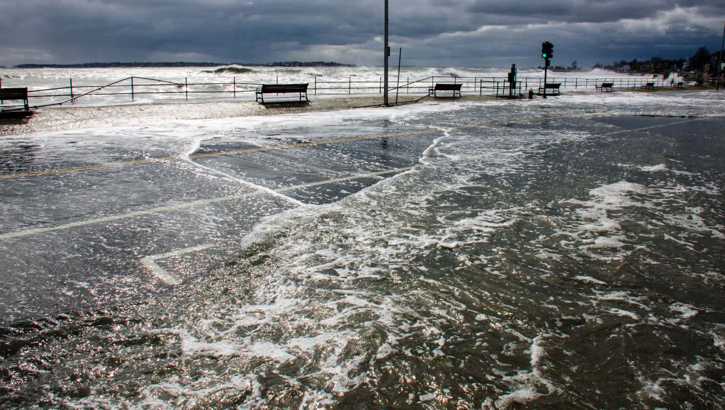 Researchers are looking to incorporate natural solutions to make shorelines more resilient to king tides.