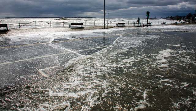 Researchers are looking to incorporate natural solutions to make shorelines more resilient to king tides.