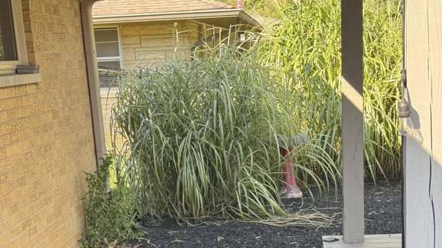 Rubber mulch may seem like a low-maintenance solution, but it can heat up to dangerously high temperatures in the sun.