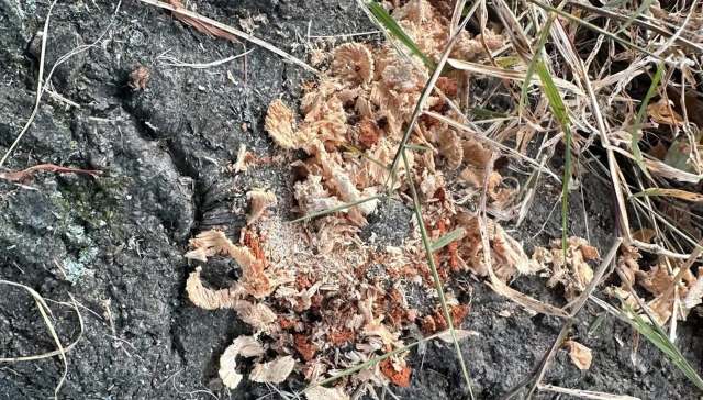 One homeowner was horrified to discover that her neighbor had been sabotaging her oak tree.