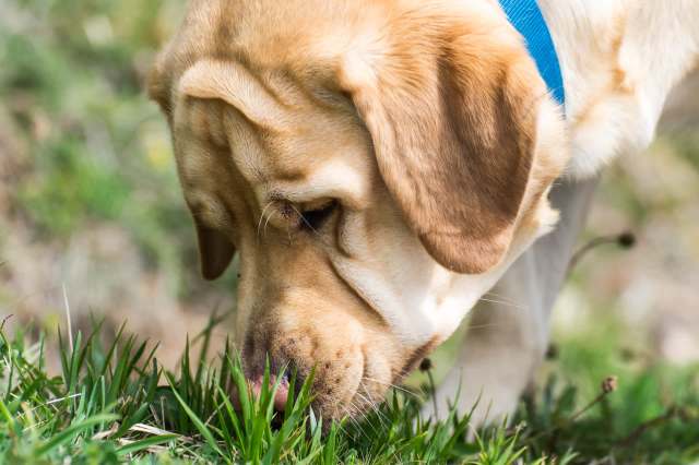 Conservationists in Laos are using dogs to help find the last remaining saola oxen in the wild.