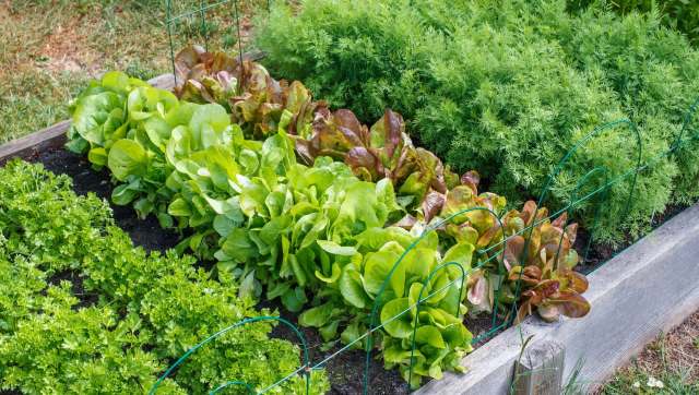 One TikTok user revealed how to grow an endless supply of scallions in your garden with just a few simple steps.