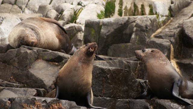 According to an Instagram post from local outlet @ksbw_8, the National Oceanic and Atmospheric Administration's (NOAA's) has offered a $20,000 reward for information leading to the arrest of a man accused of decapitating a sea lion on July 27.