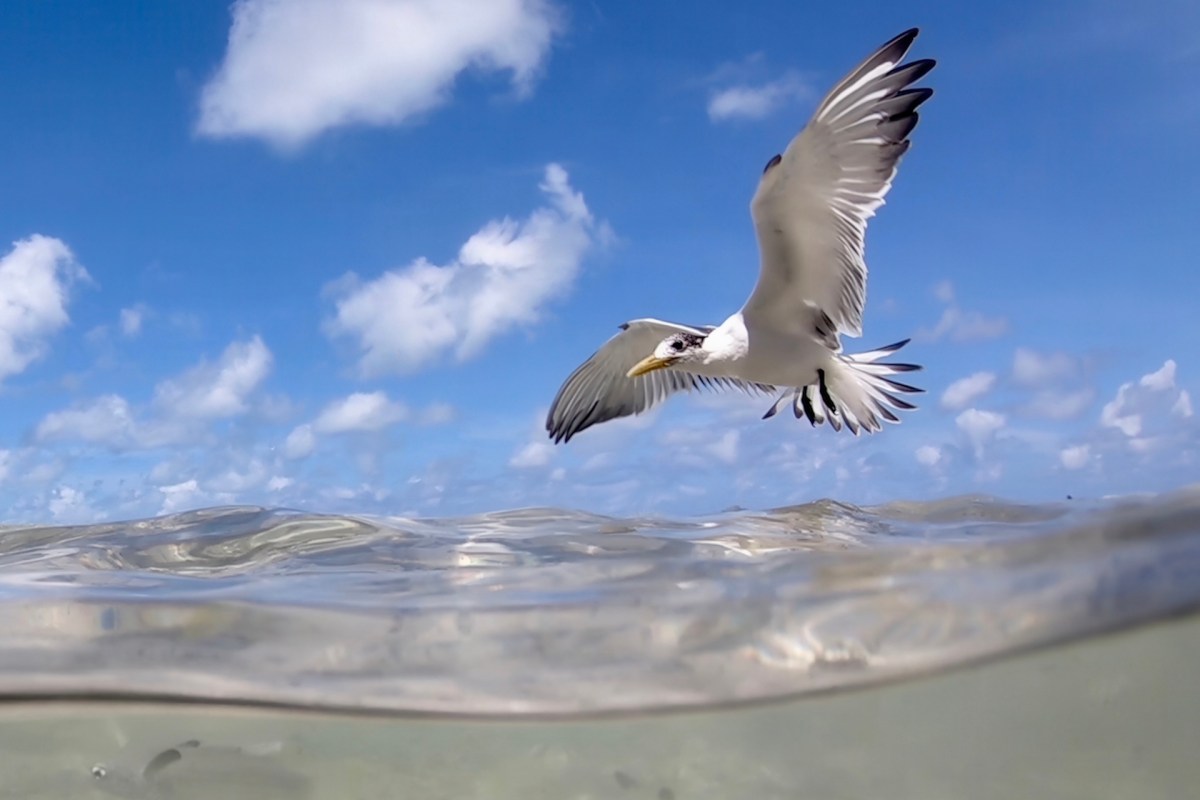 These findings underscore the vital role seabirds play and the importance of protecting them.